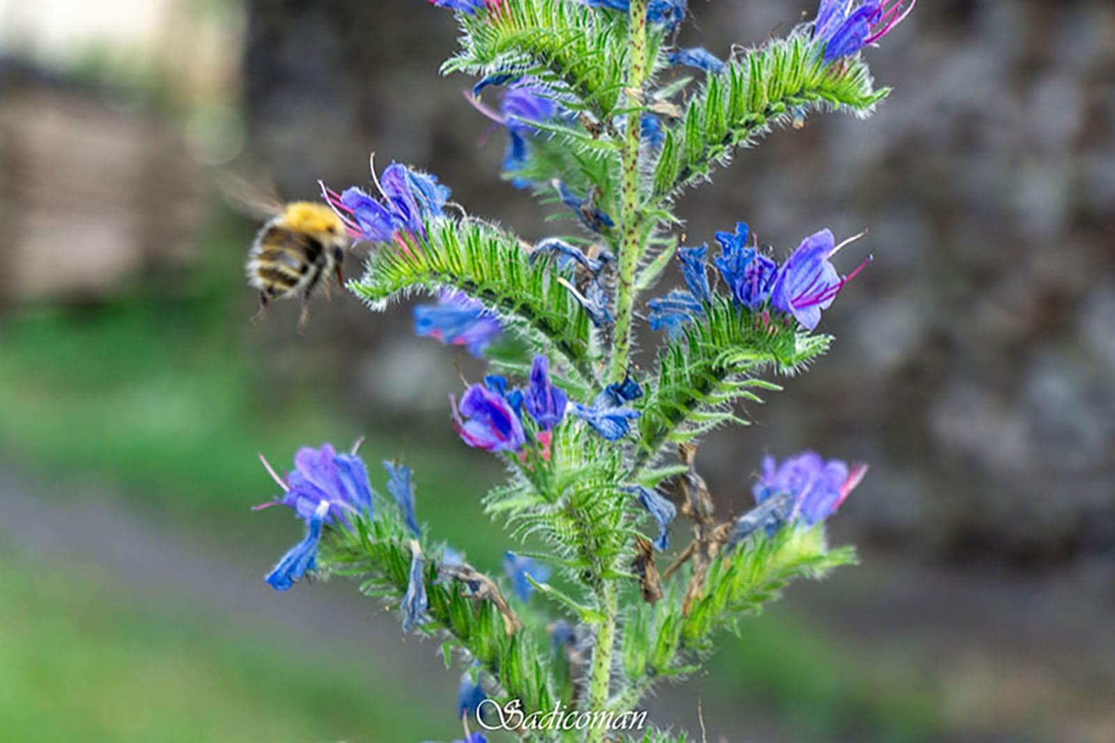 Abeilles