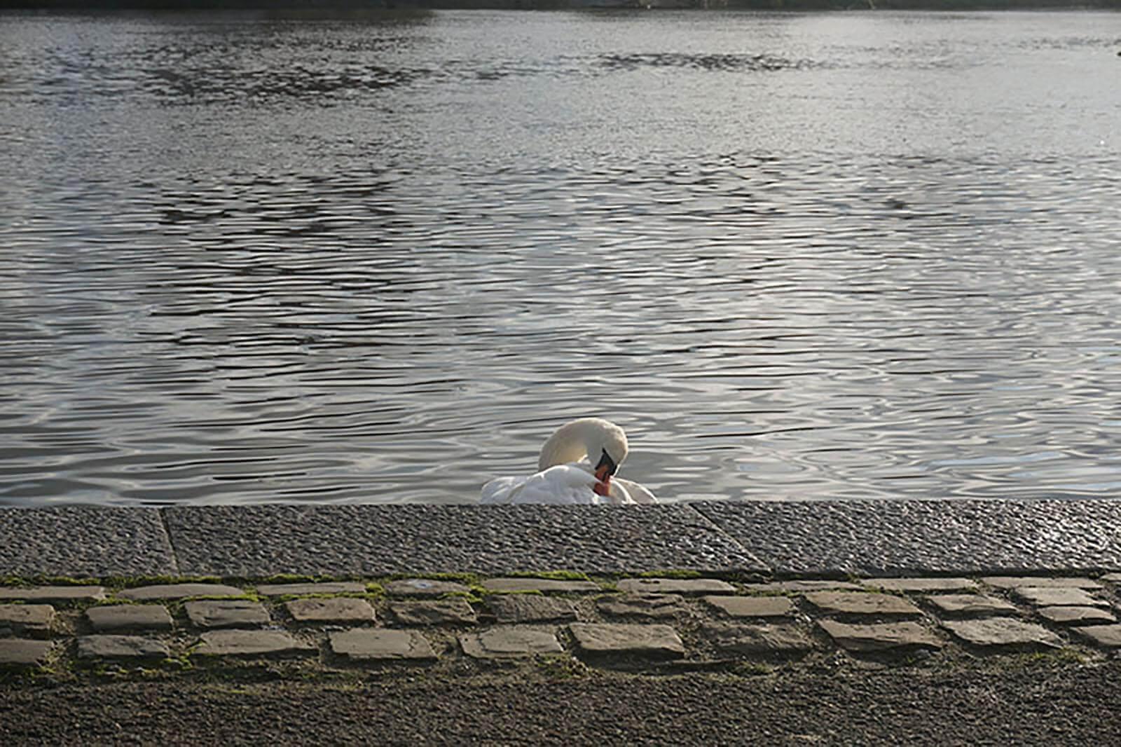 Cygne